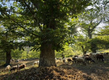 Kastanje uit de Ardèche