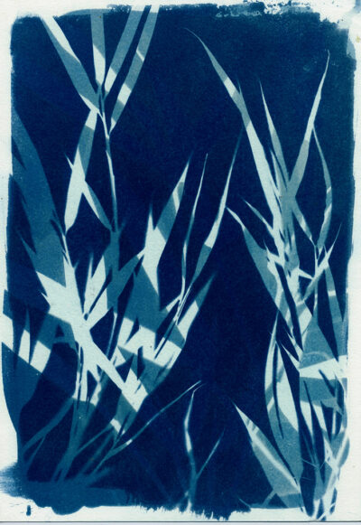 atelier cyanotype