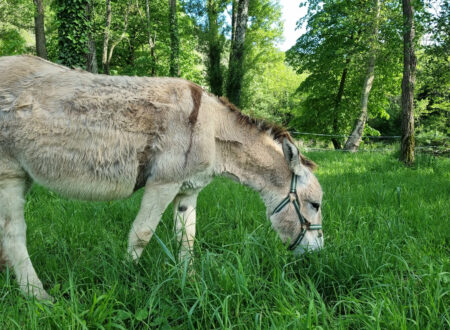 Wandelen met een ezel